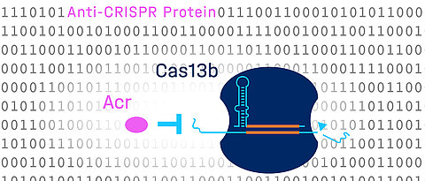Durch komplexes computergestütztes Lernen in Kombination mit einem Hochdurchsatz-Screening wurde ein neues Anti-CRISPR-Protein entdeckt, das Cas13b hemmt. 