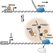 Das Modell zeigt die zwei verschiedenen Zustände von MYCN: DNA- und RNA-gebunden, und den Einfluss auf die Synthese neuer RNA Moleküle.
