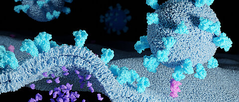 Coronaviren (runde Partikel) mit Spike-Proteinen (cyan) infizieren eine Wirtszelle, die vereinzelt ACE-2-Rezeptoren (rosa) trägt. Nach der Bindung verschmelzen die Membranen und setzen virale Bestandteile (violett) frei. 