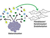 Melanomzellen setzen unter Vemurafenib-Therapie Botenstoffe frei, die die Zellen der Tumorumgebung dazu veranlassen, aktiv eine Resistenzentwicklung und damit eine Tumorprogression zu unterstützen. (Grafik: Sebastian Haferkamp)