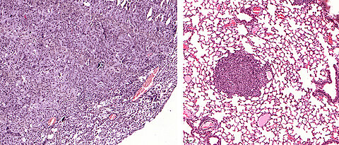 Links ein Lungentumor, der USP28 exprimiert. Rechts dagegen Tumore, in denen USP28 mittels Genschere „ausgeschnitten“ wurde – sie sind deutlich kleiner. Der Größenbalken befindet sich links am Bildrand.