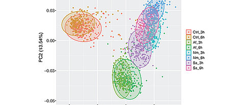 Analyse von RNA-Sequenzierungsdaten von Immunzellen (Monozyten) von 215 gesunden Testpersonen. Jeder Punkt steht für die transkriptionelle Antwort eines Individuums in unstimulierten Monozyten (Ctrl) und nach Exposition gegenüber verschiedenen Erregern (Pilz: Aspergillus fumigatus (Af); Bakterien: Neisseria meningitidis (Nm) bzw. Staphylococcus aureus (Sa)) für drei und sechs Stunden. Die Farben geben den Stimulus und den Zeitpunkt an. 