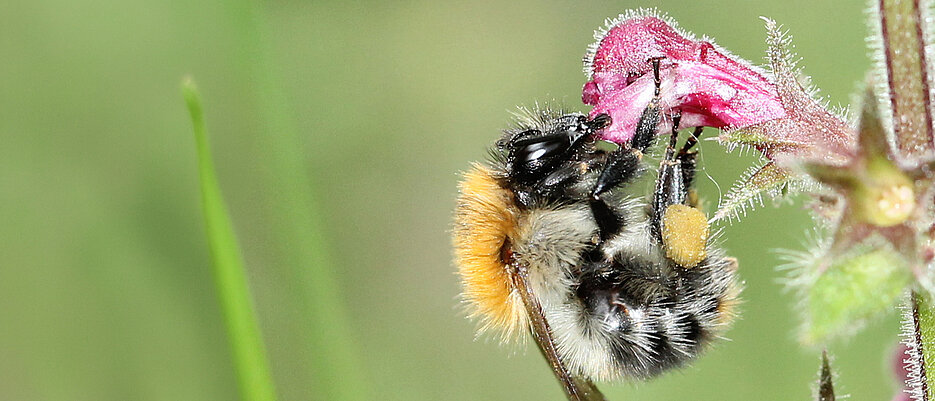 Bombus pascuorum, die Ackerhummel, beim Blütenbesuch. Auf diese Hummelart konzentriert sich die Studie.