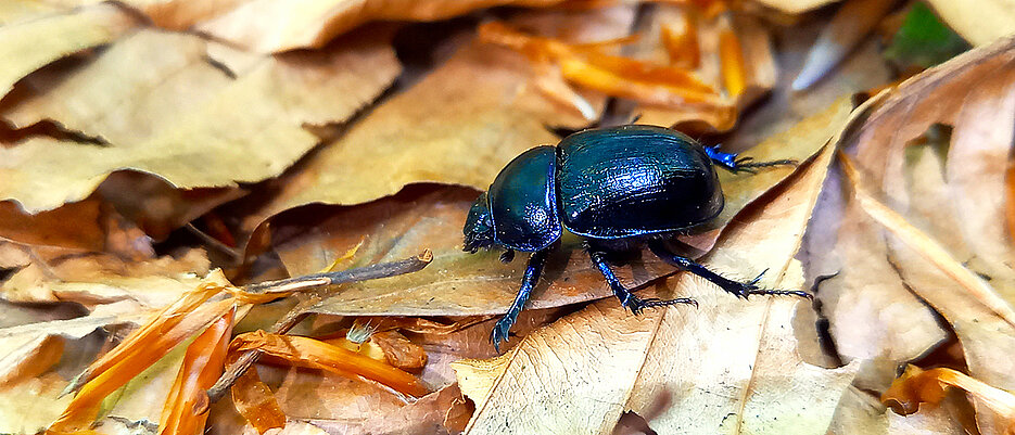 Der Waldmistkäfer Anoplotrupes stercorosus agiert als ‚Gesundheitspolizei‘ im Wald. Er vergräbt den Kot anderer Tiere, hemmt somit die Ausbreitung von Parasiten und bringt Nährstoffe in den Waldboden.