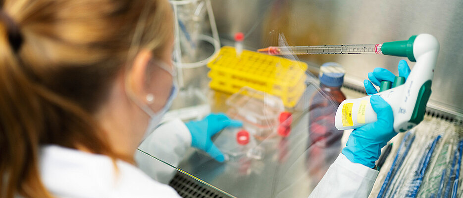 Im Labor werden Zellkulturen pipettiert, die für Experimente mit Erregern benötigt werden.

