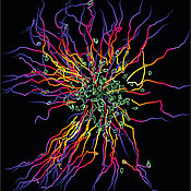 Neutrophils (green) form cell swarms and accumulate at tissue sites where they need to contain damaged cells or invading microbes. Multicolored trajectories of neutrophil migration paths are displayed.