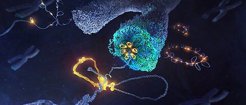 Der Condensin-Komplex (gelb) legt DNA (blau) in Schleifen und formt daraus ein Chromosom. 