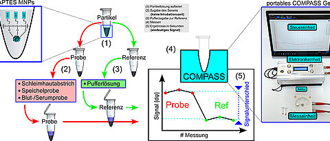 Mit dem neuartigen COMPASS-Test lassen sich in wenigen Sekunden Antikörper gegen SARS-CoV-2 nachweisen.