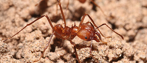 Blattschneiderameisen bauen gerne ihre Nester in Agroforstsystemen im peruanischen Amazonas-Regenwald. 