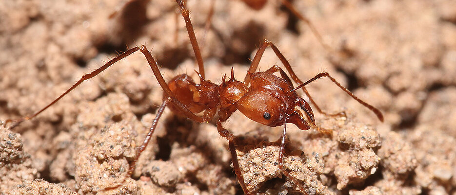 Blattschneiderameisen bauen gerne ihre Nester in Agroforstsystemen im peruanischen Amazonas-Regenwald. 