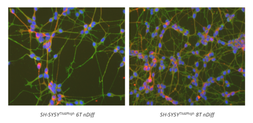 Neuronale Zellen im Laufe ihrer Differenzierung im Reagenzglas nach 6 und nach 8 Tagen