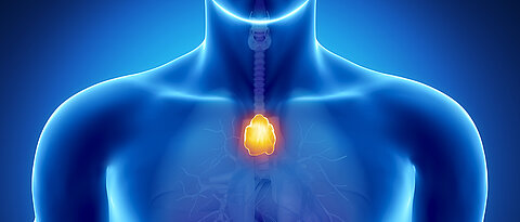Der Thymus, ein kleines lymphatisches Organ, liegt hinter dem Brustbein. Im Laufe des Alters schrumpft er deutlich mit der Folge, dass die Immunabwehr schwächer wird.