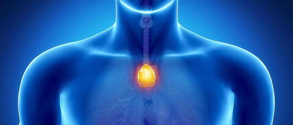 The thymus, a small lymphatic organ, is located behind the breastbone. As we age, it shrinks considerably with the result that the immune defence becomes weaker. 