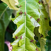 Wie der Name sagt: Blattschneiderameisen schneiden Blätter, Blüten und Früchte ab und verringern damit den Ernteertrag.