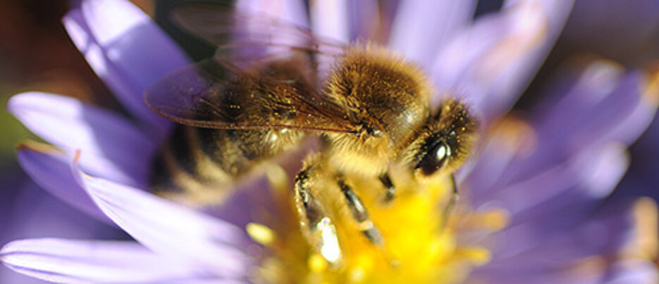 Ammenbienen sind im Unterschied zu Sammelbienen rund um die Uhr aktiv. Die innere Uhr läuft auf der Ebene der Proteine trotzdem weiter. (Foto: Gunnar Bartsch)