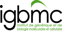 I.G.B.M.C. Institut Génétique Biologie Moléculaire Cellulaire Logo