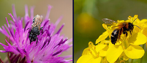 Zwei bedrohte Arten, die die Forschenden auf dem Hubland-Campus fanden (von links): Die Dunkle Zweizahnbiene (Aglaoapis tridentata) und die Steinkraut-Sandbiene (Andrena tscheki).