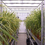 Reispflanzen in einem Gewächshaus der Universität in Sheffield. 