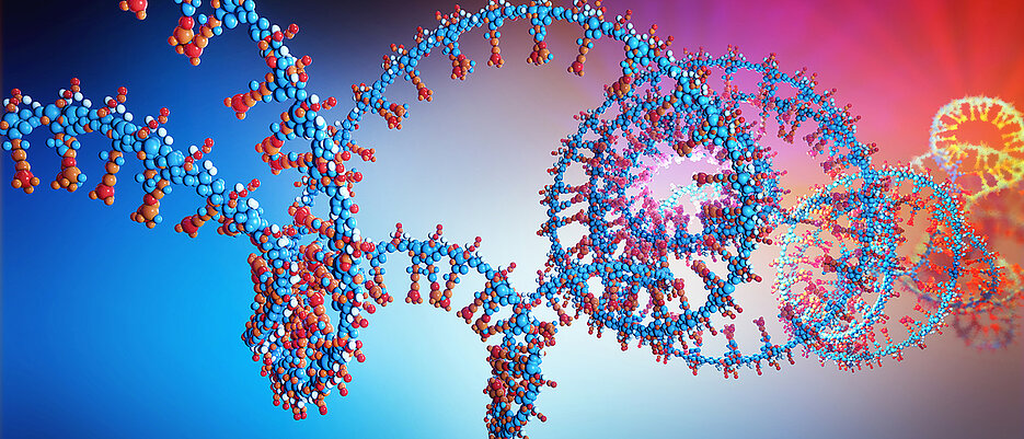 Mit dem neuen Doktorandenkolleg will die Uni die weltweit besten Doktorandinnen und Doktoranden für die Zukunft der RNA-Präzisionsmedizin gewinnen und sie breiter ausbilden als dies in individuellen drittmittelfinanzierten Doktoranden¬projekten möglich ist.