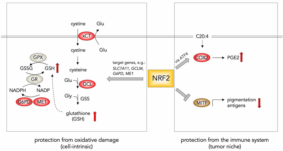 The dual role of NRF2 in regulating antioxidant and immune-evasive features