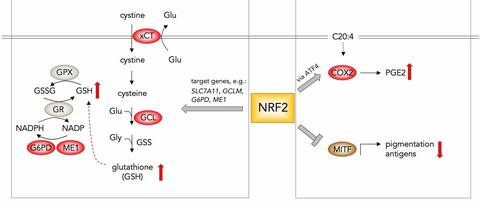 The dual role of NRF2 in regulating antioxidant and immune-evasive features