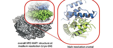 Struktur des Proteinkomplexes der Proteine XPD (grün) und MAT1 (blau). Die Ausschnittsvergrößerung zeigt die hoch aufgelöste Röntgen-Struktur der Binderegionen beider Proteine.