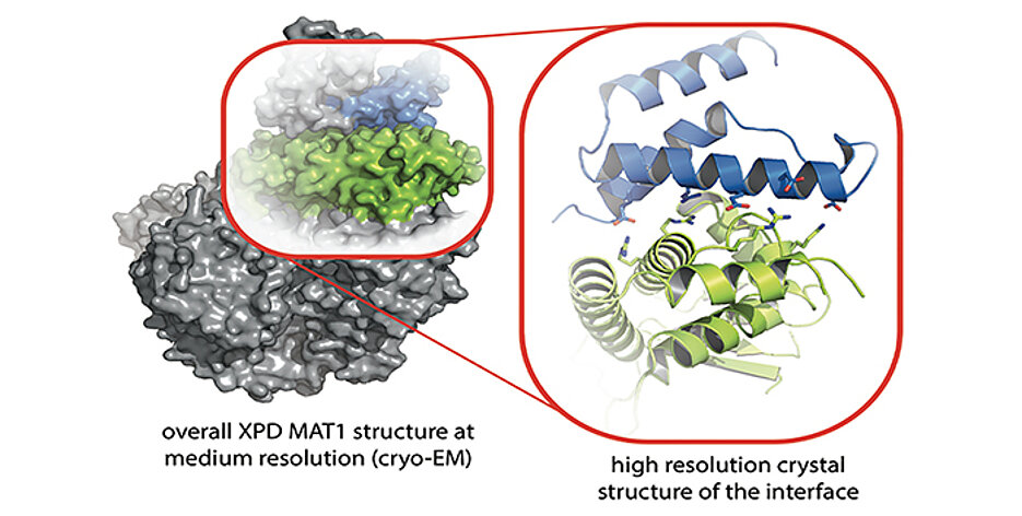 Struktur des Proteinkomplexes der Proteine XPD (grün) und MAT1 (blau). Die Ausschnittsvergrößerung zeigt die hoch aufgelöste Röntgen-Struktur der Binderegionen beider Proteine.