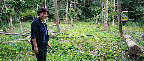 Professorin Anne Chao, eine der führenden Wissenschaftlerinnen in der Biostatistik, auf einer experimentellen Fläche der DFG-Forschungsgruppe BETA-FOR im Wald der Universität Würzburg (Universitätsforstamt Sailershausen). 