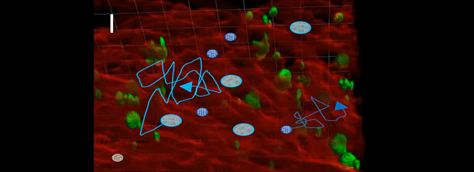 Illustration des Konzepts mit Hilfe von 3D-Fluoreszenzbildern, als biologische Vorlage für Zellmigrationssimulationen. Rot: Gefäße, grün: Megakaryozyten, dunkelblau: hämatopoetische Stammzellen, cyan: Neutrophile. Maßstab: 100 Mikrometer.