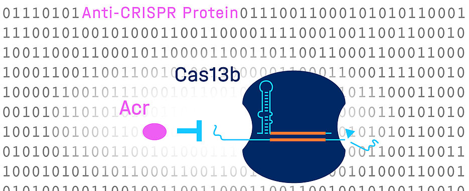 Durch komplexes computergestütztes Lernen in Kombination mit einem Hochdurchsatz-Screening wurde ein neues Anti-CRISPR-Protein entdeckt, das Cas13b hemmt. 