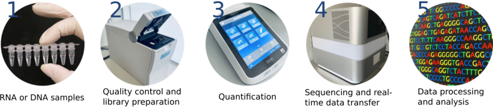 Sequencing Workflow: 1. RNA samples 2. Quality control and library preparation 3. Quantification 4. Sequencing and real-time data transfer 5. Data processing and analysis