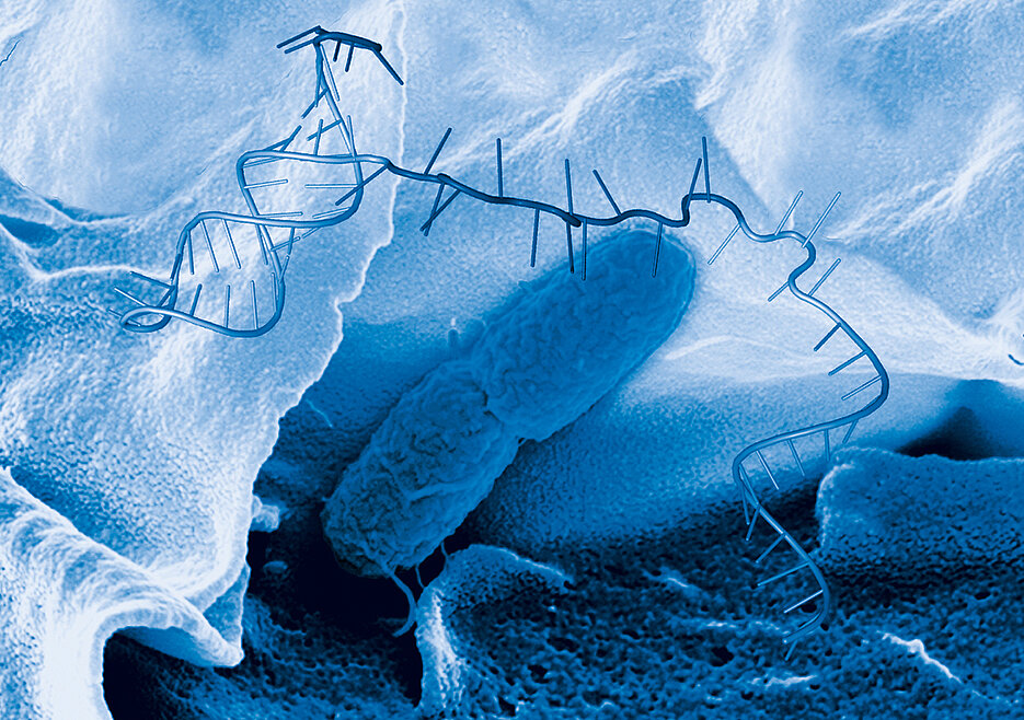 Ein schematisch dargestelltes RNA-Molekül und ein Salmonella-Bakterium in einer elektronenmikroskopischen Aufnahme. 