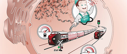 Erst wenn der Tankwart seinen Job gemacht hat, kann die Reise beginnen. Oder, anders formuliert: Der Transkriptionsfaktor Myc sorgt dafür, dass Zellen genau die Proteine herstellen können, die sie für ihr Funktionieren benötigen.