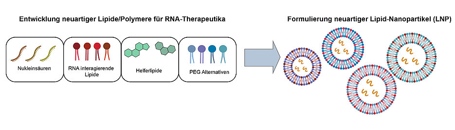 Die RNA-Medizin voranbringen: Das möchte ein neuer Forschungsverbund erreichen, an dem die JMU beteiligt ist.