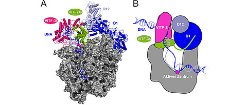 Das Bild zeigt die Struktur der viralen Polymerase (grau) mit dem ringförmigen Transkriptionsfaktoren VITF-3l (rot) und VITF-3s (grün). Die umschlossene DNA ist in blau zu sehen. Auf der rechten Seite ist ein hellblau/dunkelblau gekennzeichneter Faktor (D1/D12) dargestellt.
