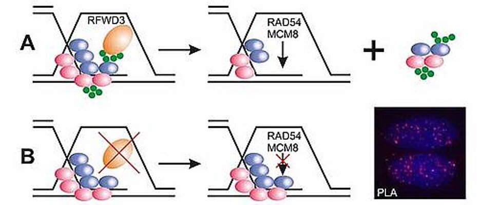 A: Das Enzym RFWD3 markiert Proteine, die auf einsträngiger DNA sitzen. B: Ist es defekt, wird die Reparatur der DNA behindert. (Abbildung modifiziert nach Inano et al.)