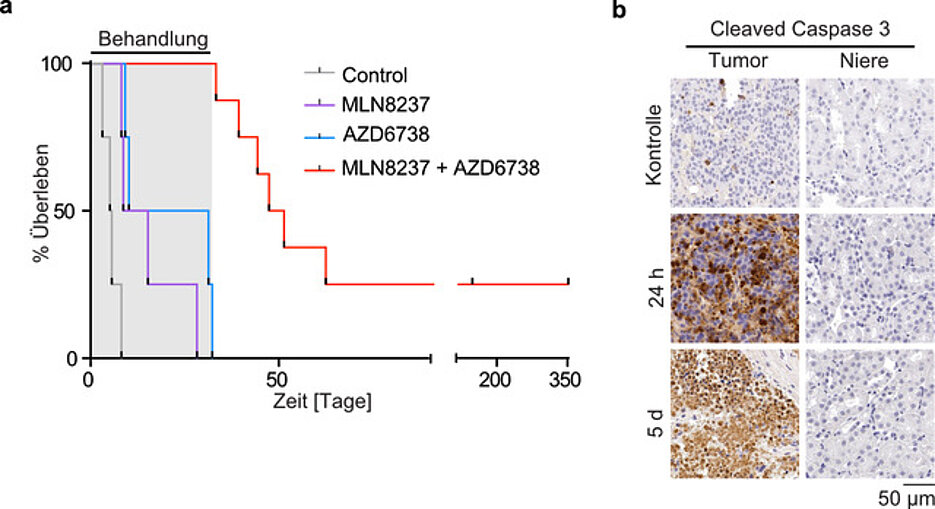 Überlebenskurve des TH-MYCN-Mausmodells bei Langzeitbehandlung mit Aurora-A-Inhibitor (lila), ATR-Inhibitor (blau) oder der Kombination aus beiden Wirkstoffen (rot). Deutlich ist erkennbar, dass die Kombinationstherapie die Überlebenszeit verlängert.