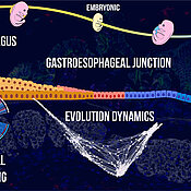 Grafische Darstellung der Entwicklung der gastroösophagealen Verbindung. Sie zeigt den Übergang vom Embryonalstadium zum Erwachsenenalter, die Speiseröhre und den Magen. Hervorgehoben sind die Signalübertragung und die evolutionäre Dynamik. Rot sind die kolumnaren Epithelzellen der Speiseröhre gekennzeichnet, grün die geschichteten Plattenepithelzllen des Magens von Organoiden. 