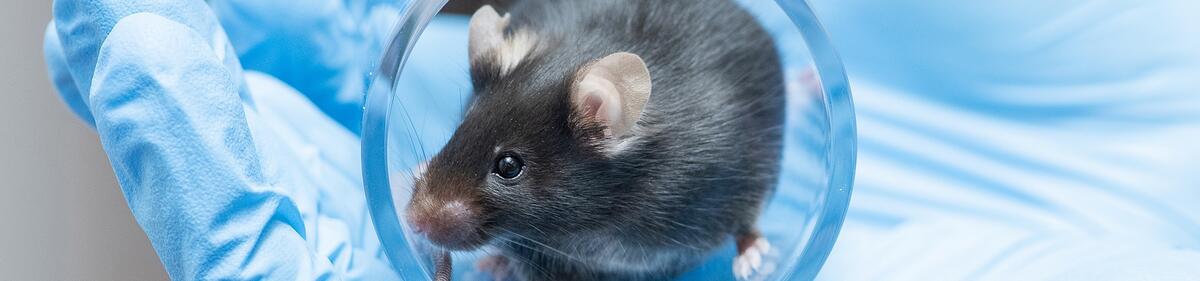 Schwarze Maus in einem Handlings-Tunnel auf der Hand eines Experimentators.