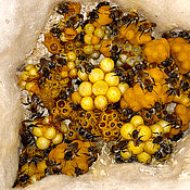 Ein großes Nest der Ackerhummel im Nistkasten; die Königin ist links unten zu erkennen.