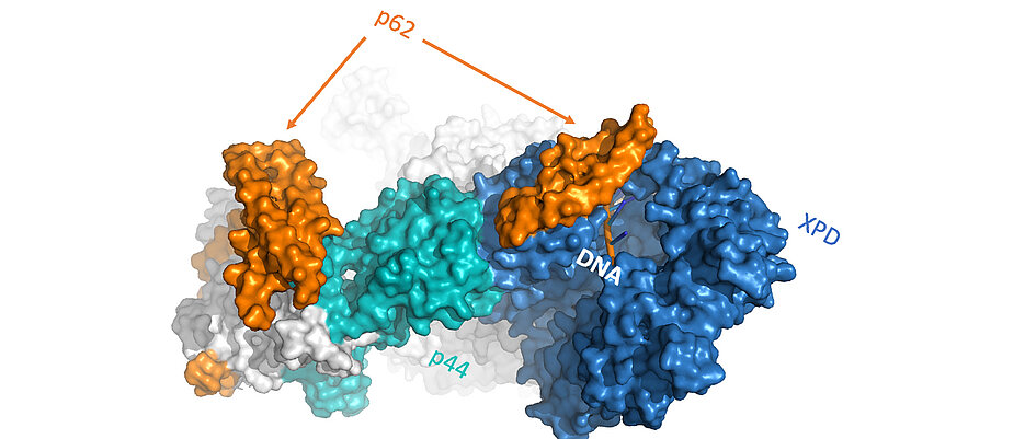 Die Abbildung zeigt Untereinheiten des Reparaturkomplexes der NER. Durch das Zusammenspiel von p62, p44 und XPD (orange/türkis/blau) werden Schädigungen in der DNA erkannt und können repariert werden. (Grafik: RVZ)