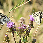 Diesen Falter erkennen auch Laien ohne Probleme, dank des einzigartige Flügelmusters: den Schachbrettfalter Melanargia galathea findet man häufig auf blütenreichen, nährstoffarmen Wiesen, wie man sie oft in der Region Unterfranken vorfindet. 