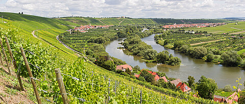 Weinberg bei der Mainschleife bei Volkach