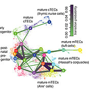 A "map" of cell types in the thymus created with the help of single-cell mRNA sequencing allows the differentiation of cell types and the deduction of their differentiation pathways.