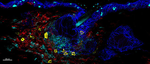 Innate immune cells more adaptable Gasteiger Lab