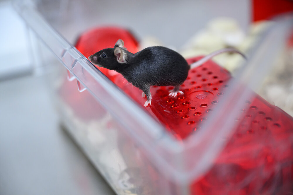 Eine schwarze Maus in einem Maushaltungskäfig der Universität.