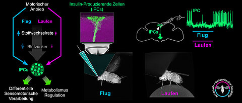 Die Abbildung zeigt die Zusammenhänge zwischen Bewegung und Regulation der Insulin-produzierenden Zellen bei der Fruchtfliege.