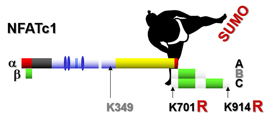 Zwei Punktmutationen sind dafür verantwortlich, dass im NFATc1-Protein anstelle der Aminosäure Lysin (K) Arginin (R) zu finden ist. Dieser Austausch verhindert die Sumoylierung, gleicht damit die lange C-Isoform funktionell der kurzen A-Isoform an und macht vor allem die betroffenen T-Zellen weniger aggressiv.