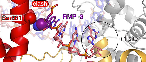 Das Covid-19-Medikament Remdesivir (violett) wird während des Kopiervorgangs in die neue RNA-Kette eingebaut und unterdrückt die Verdopplung des Coronavirus-Erbguts.