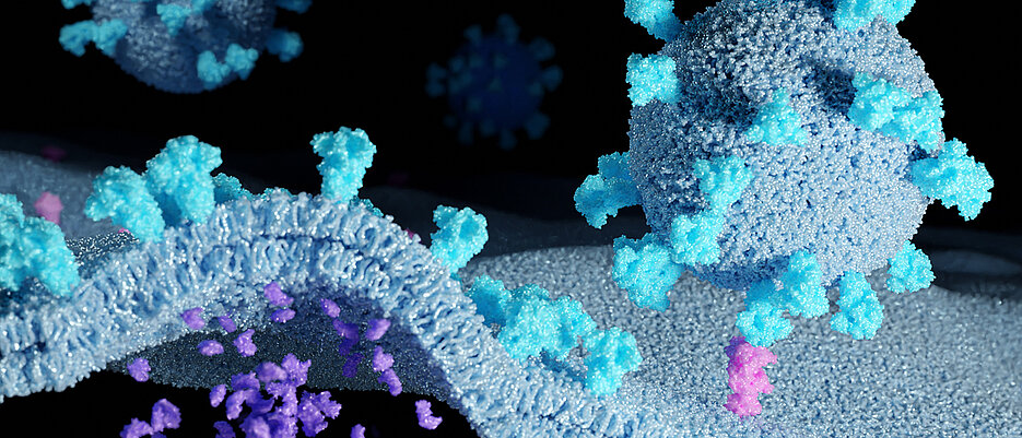 Coronaviren (runde Partikel) mit Spike-Proteinen (cyan) infizieren eine Wirtszelle, die vereinzelt ACE-2-Rezeptoren (rosa) trägt. Nach der Bindung verschmelzen die Membranen und setzen virale Bestandteile (violett) frei. 